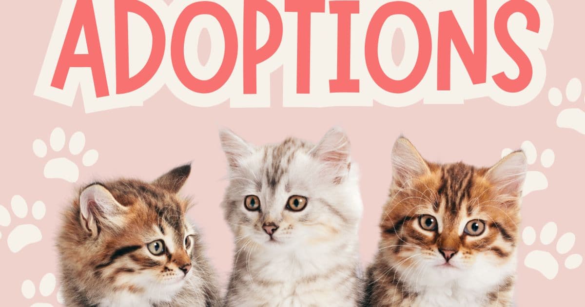 Kitten Adoptions at Bestow