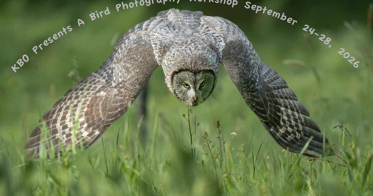 Bird Photography Workshop