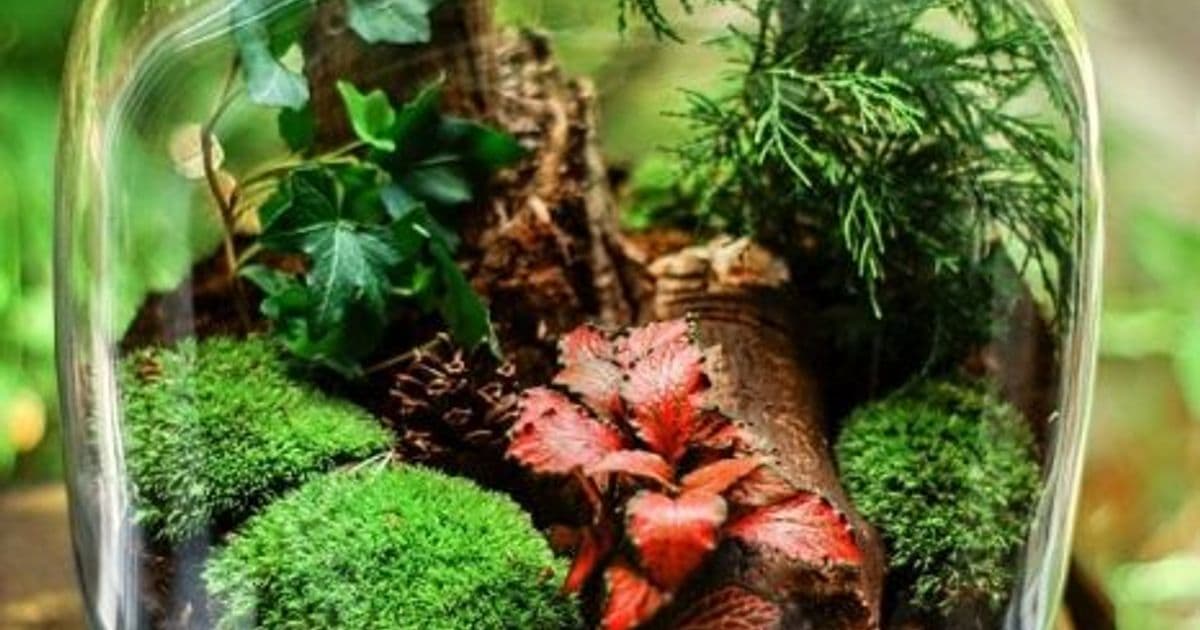 Terrarium Building Workshop