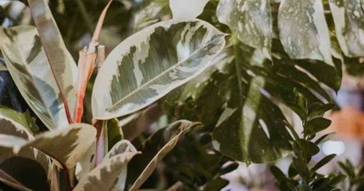 Houseplants 101