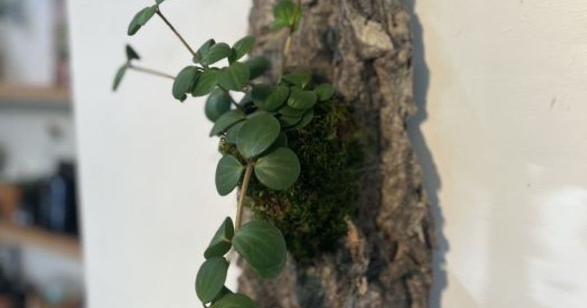 Plant Mounting