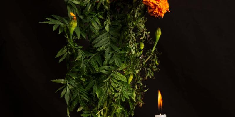 Plant your own Marigold