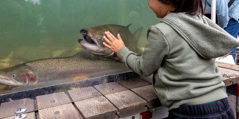 Return of the Salmon Family Field Day
