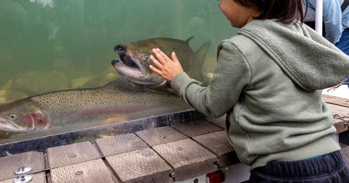 Return of the Salmon Family Field Day