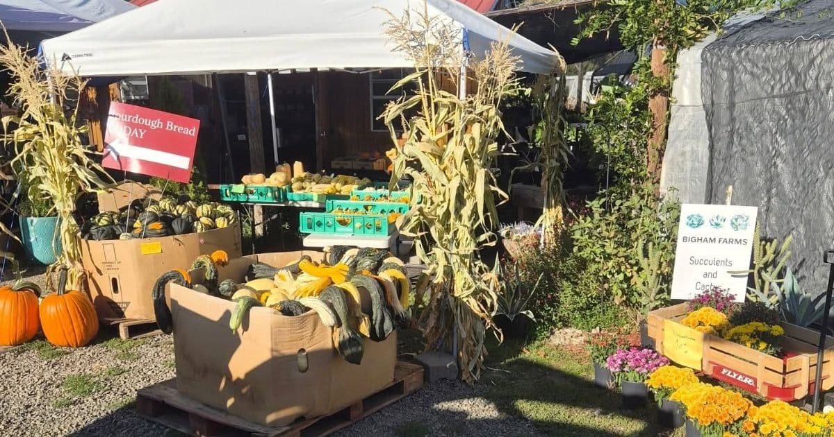 Bigham Farms Pumpkin Patch