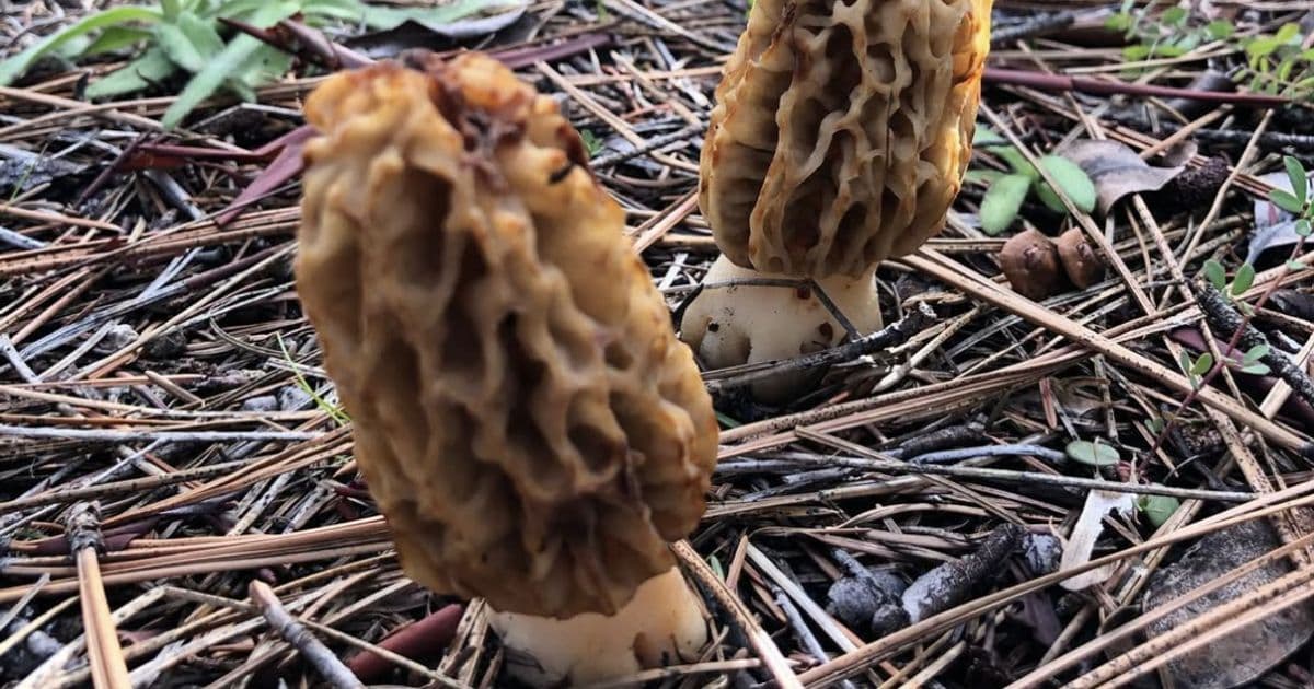 Magnificent Mushrooms and Meadow Journaling