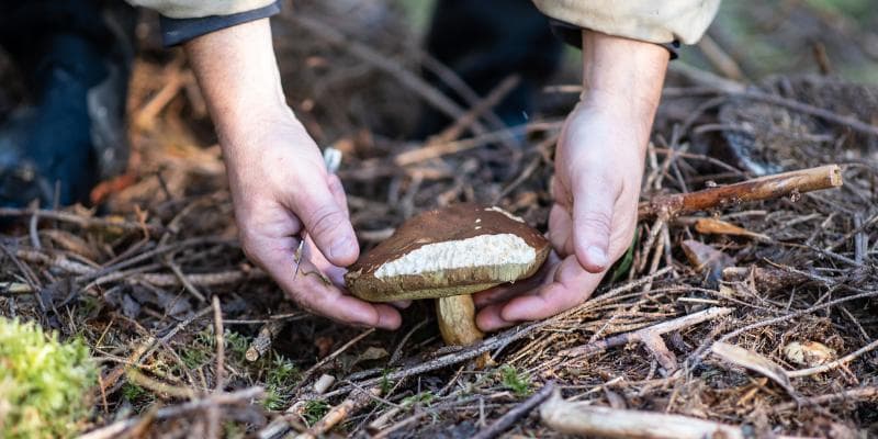 Make Room For Mushrooms - Mushroom Hike