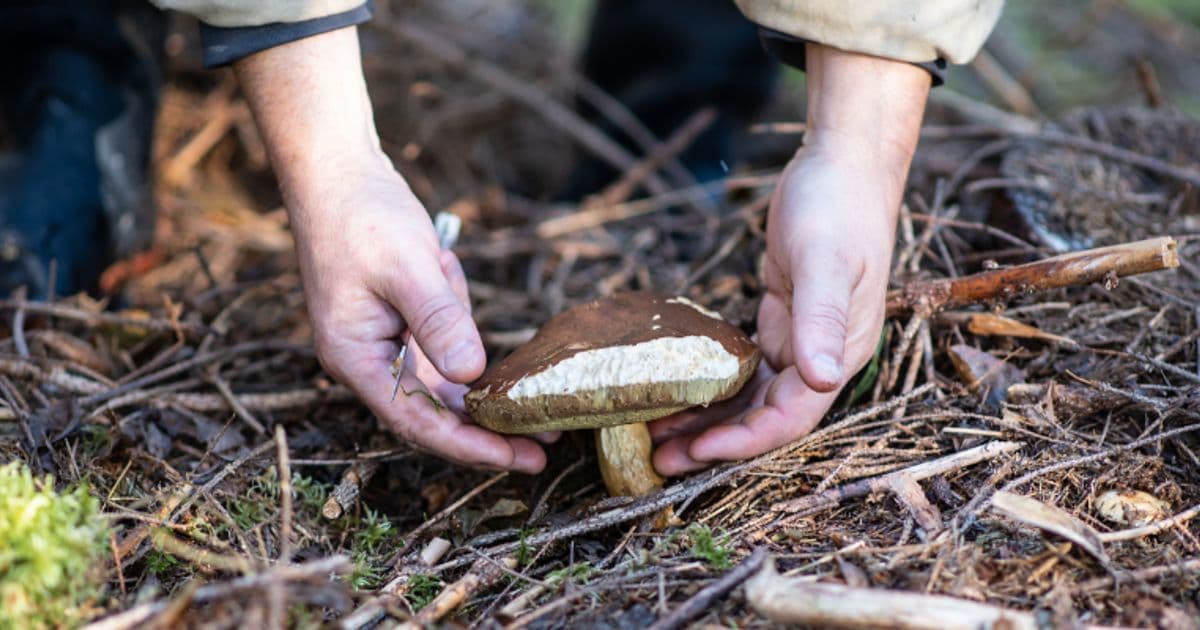 Make Room For Mushrooms - Mushroom Hike