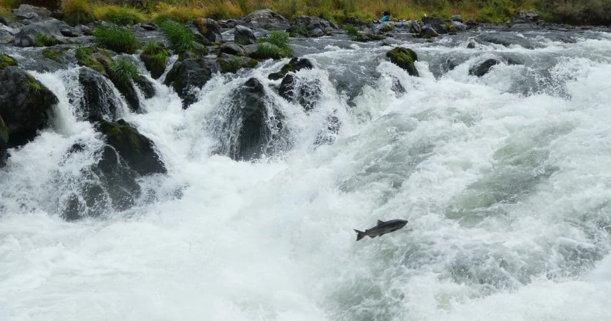 Rainie Falls Salmon Viewing