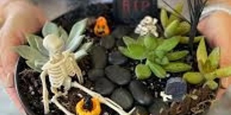 Spooky Succulent Arrangements